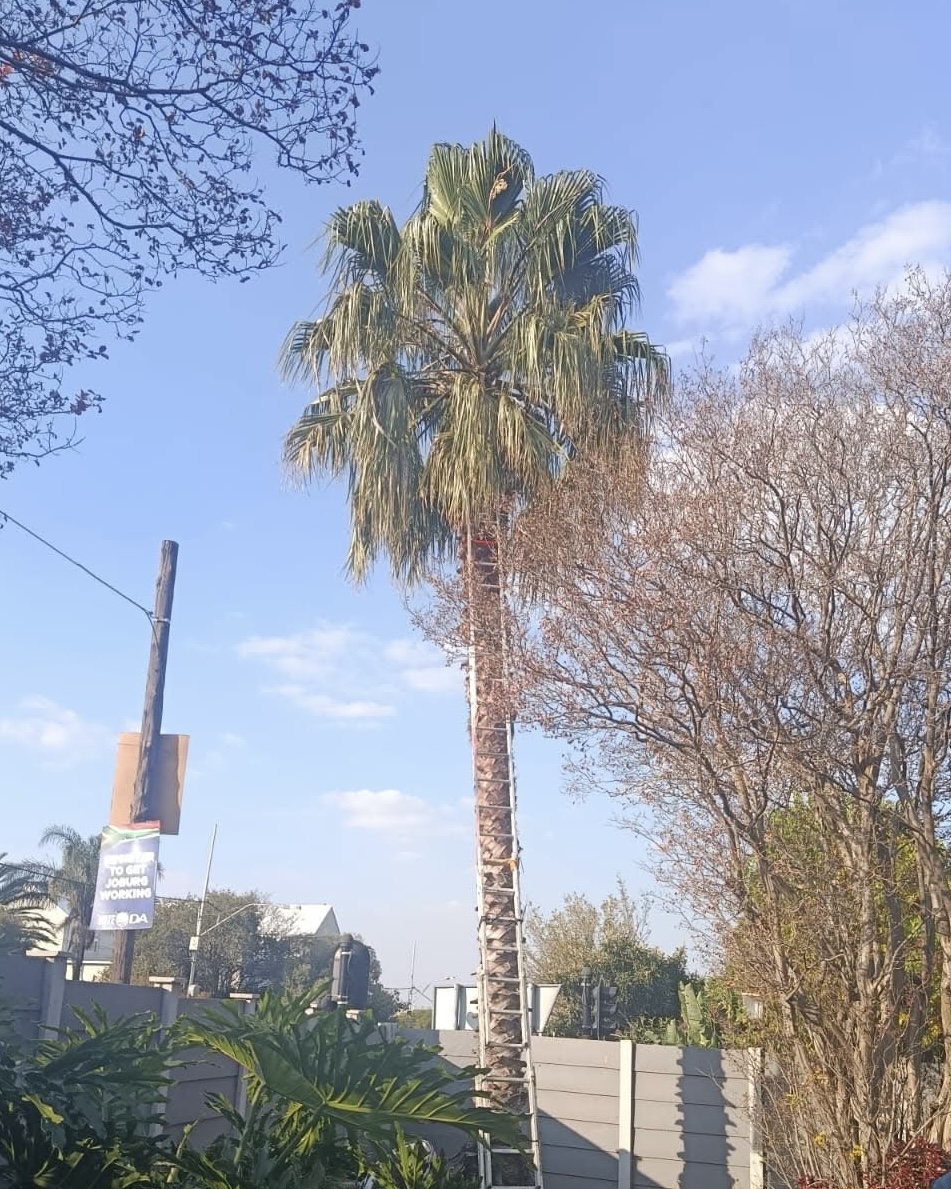 Palm tree after trimming by The Garden Guyz
