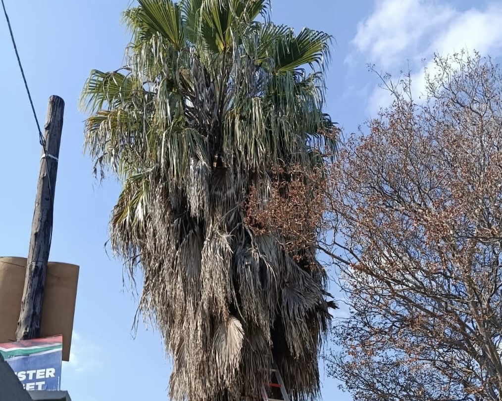 Overgrown palm tree before trimming